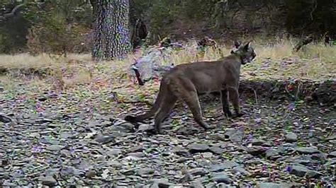 Mountain lion spotted in North Bay